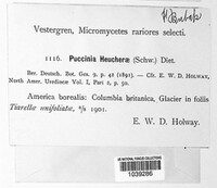 Puccinia heucherae image